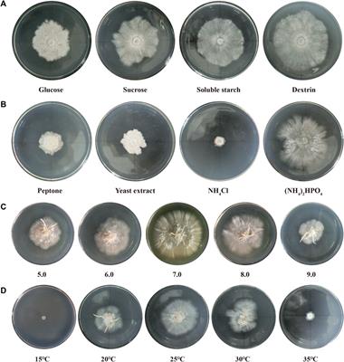 Comparative transcriptomic insights into the domestication of Pleurotus abieticola for coniferous cultivation